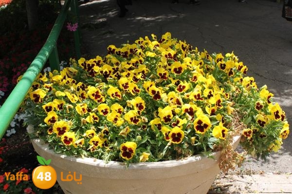 re7la mo2asaasa 0521 (21).JPG